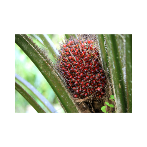 Batana Oil